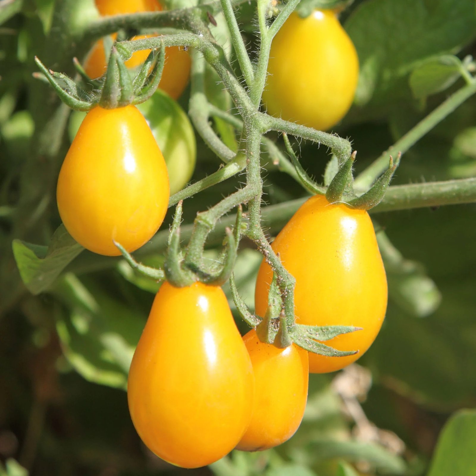 Yellow Pear Cherry Tomatoes (250g)