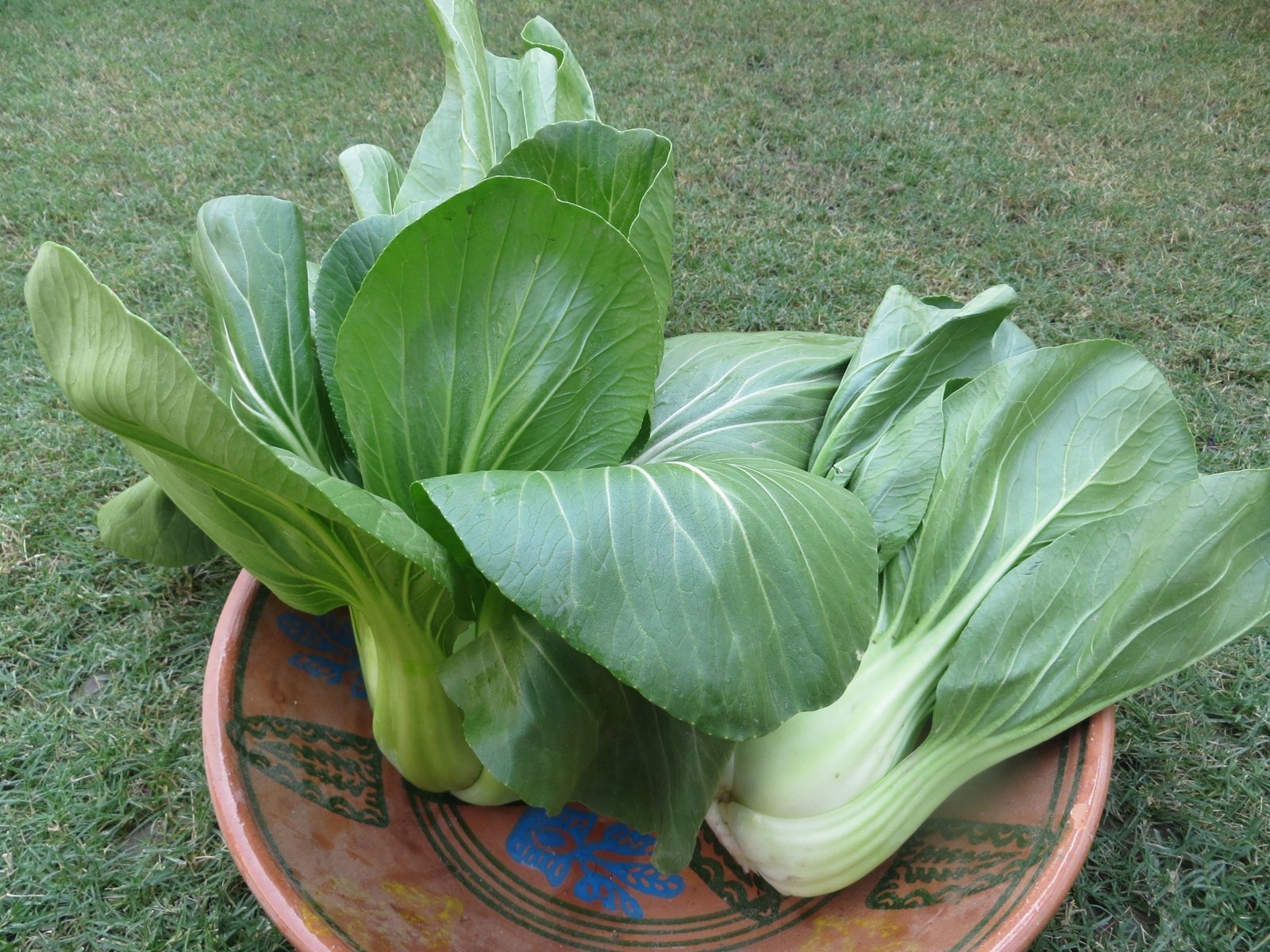 Crisp Organic Bok Choy (500g)