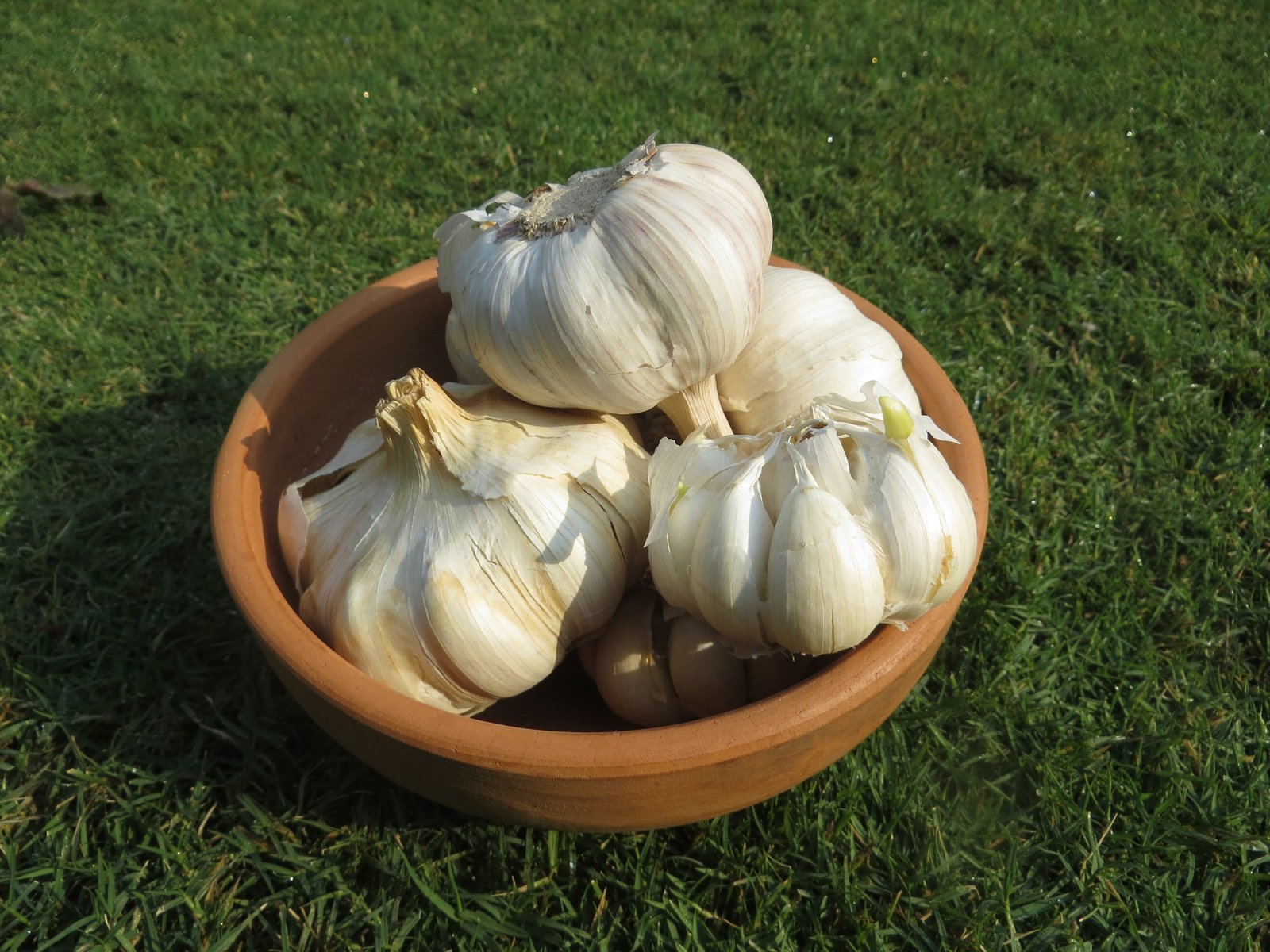 Fresh Farm Garlic (500g)